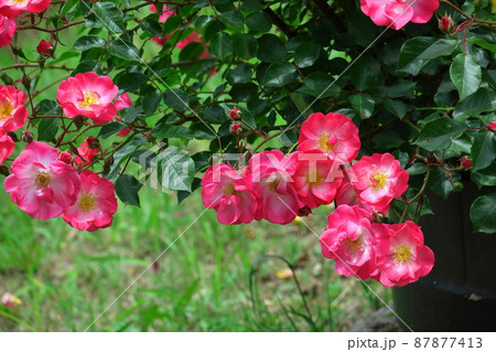 花の女王 花の女王 87877413