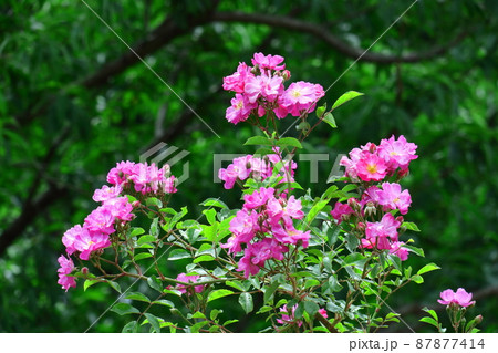 花の女王 花の女王 87877414