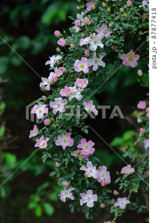 花の女王 87877418