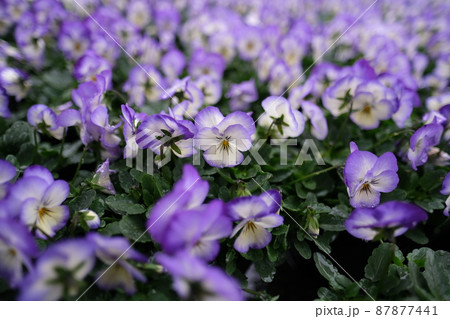 くまもと都市緑化フェアの花 87877441