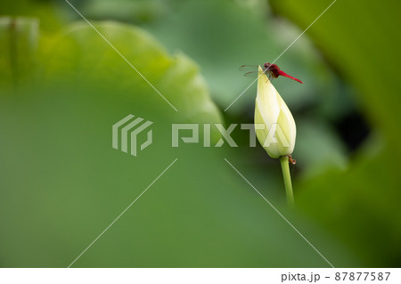三室戸寺:蓮にとまる赤とんぼ 三室戸寺:蓮にとまる赤とんぼ 87877587