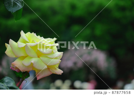花の女王 87877658