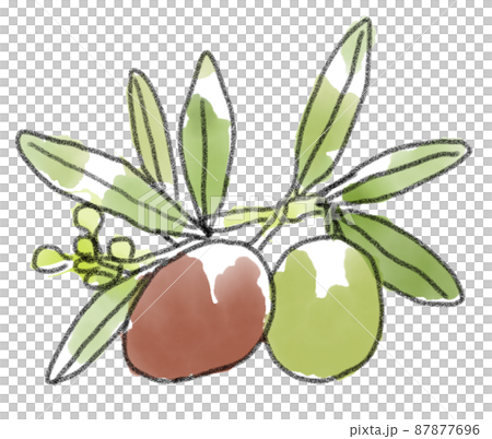 実ったオリーブの実と葉のイラスト 実ったオリーブの実と葉のイラスト 87877696