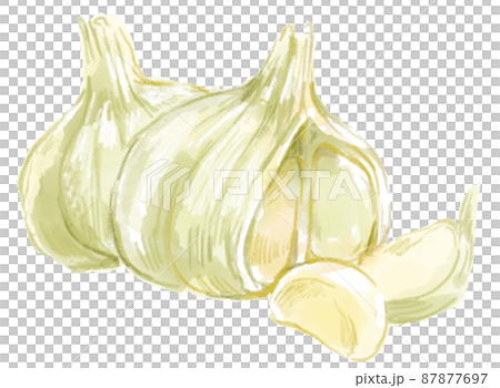 ニンニクの水彩イラスト 87877697