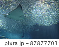 海の生き物（水族館） 87877703