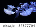 幻想的なくらげ 87877704