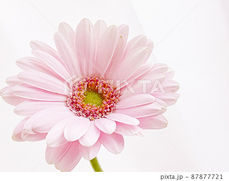 Pink gerbera daisy flower Pink gerbera daisy flower 87877721