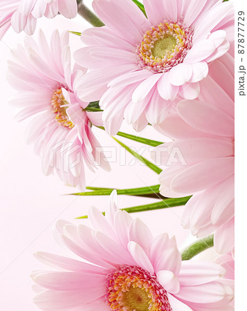Pink gerbera daisy flower 87877729