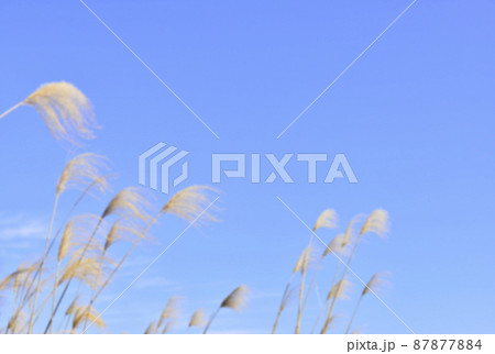 【秋イメージ】ススキと青空。ボカシ加工あり。 【秋イメージ】ススキと青空。ボカシ加工あり。 87877884