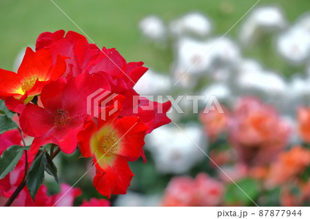 花の女王 花の女王 87877944