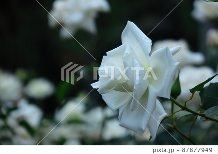 花の女王 87877949