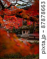 常寂光寺：紅葉と灯籠 87878663