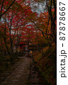 常寂光寺：夕暮れ時の紅葉 87878667