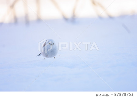 シマエナガの仁王立ち 87878753