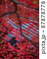 京都：二尊院の紅葉と家紋 87878778