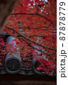 京都：二尊院の紅葉と家紋 87878779