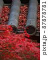 京都：二尊院の紅葉と家紋 87878781