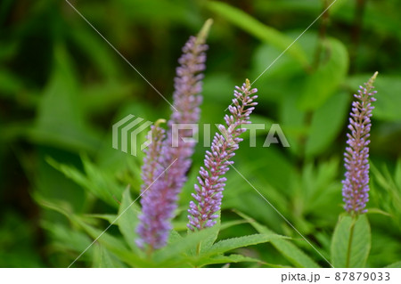 爽やかなクガイソウ 87879033