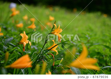 草原のニッコウキスゲ 草原のニッコウキスゲ 87879036