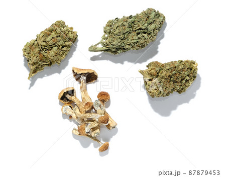 Layout of dried psilocybe mushrooms and marijuana buds on white background. Psychedelic trip, CBD recreation 87879453