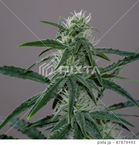 Blooming cannabis bush. Fresh marijuana plant. Green hemp buds Blooming cannabis bush. Fresh marijuana plant. Green hemp buds 87879493