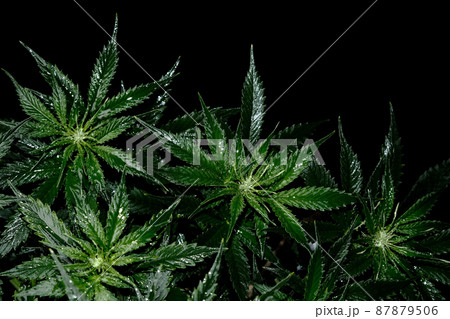 Cannabis plant on black background. Layout of fresh wet marijuana leaves, top view. Cannabis plant on black background. Layout of fresh wet marijuana leaves, top view. 87879506