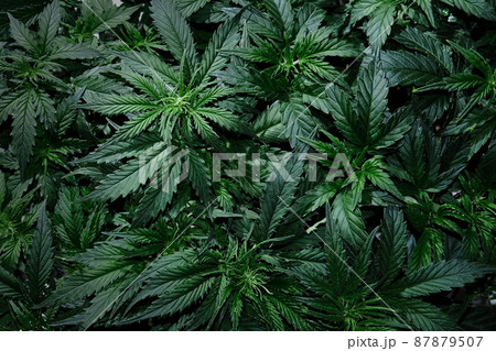 Cannabis CBD plant close up. Layout of fresh marijuana leaves Cannabis CBD plant close up. Layout of fresh marijuana leaves 87879507