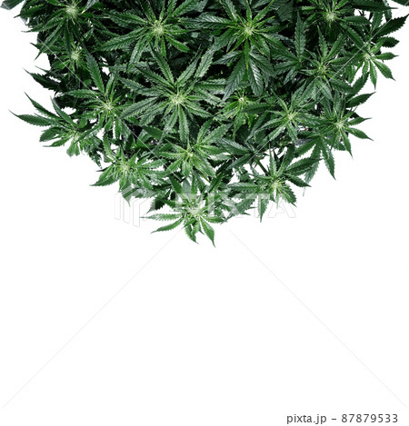 Cannabis plant isolated on white background. Layout of fresh wet marijuana leaves, watering bush 87879533