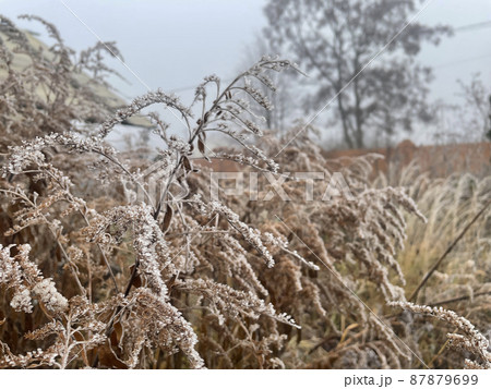 Last years grass covered with frost, very cold weather in winter 87879699