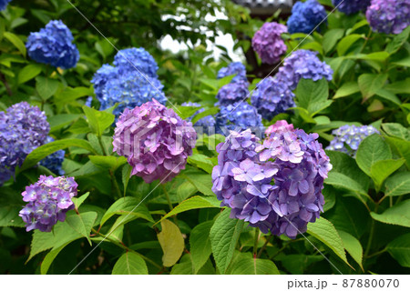 長弓寺の紫陽花 87880070