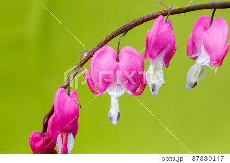 Dicentra flower heart shaped flowers. flowering plant in springtime garden. 87880147
