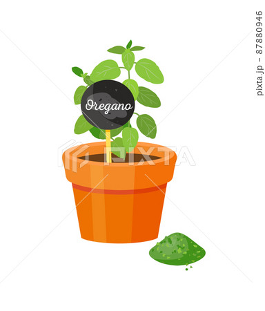 Oregano and Table with Title Vector Illustration 87880946