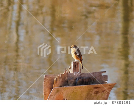 ジョウビタキ雌 87881191