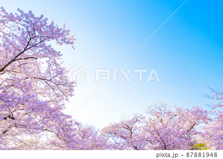 快晴の青空に満開のソメイヨシノ 夕方逆光 色味陰影明度強調 桜フレーム背景素材 快晴の青空に満開のソメイヨシノ 夕方逆光 色味陰影明度強調 桜フレーム背景素材 87881948