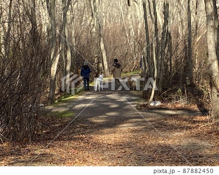 REar view of a couple alking their dogs on a trial in a park REar view of a couple alking their dogs on a trial in a park 87882450