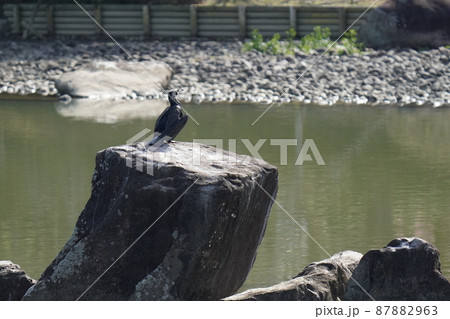 梅の咲き始めた日　水鳥たちの朝のルーティン 87882963