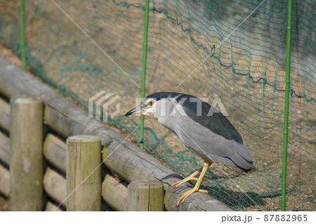 梅の咲き始めた日　水鳥たちの朝のルーティン 87882965