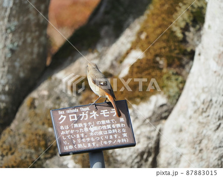 梅の咲き始めた快晴の朝 エサを求めてジョウビタキのメスがやって来る 梅の咲き始めた快晴の朝 エサを求めてジョウビタキのメスがやって来る 87883015