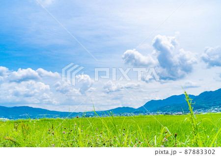 夏の水田の稲【長野県】 夏の水田の稲【長野県】 87883302