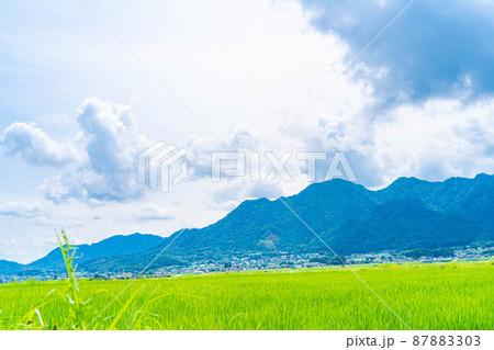 夏の水田の稲【長野県】 夏の水田の稲【長野県】 87883303