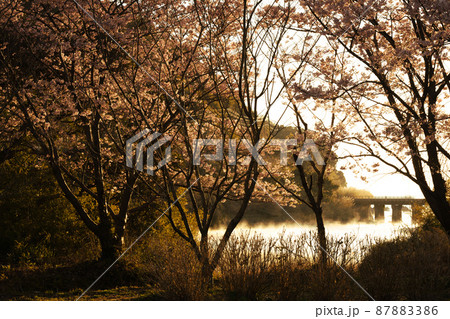 宮崎県日南市山王を走るJR九州ローカル線日南線山王鉄橋でメジロも囀る濃い桃色の花を咲せる日南寒1号桜 87883386