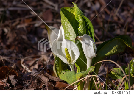 水芭蕉 前橋市嶺公園 水芭蕉 前橋市嶺公園 87883451