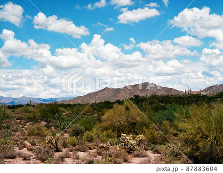 Sonora Desert 87883604