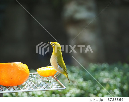 ミカンのお風呂にミカンのご飯で身体も黄色く見えるメジロ達 87883644