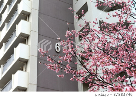 大寒桜（江戸川区葛西） 87883746