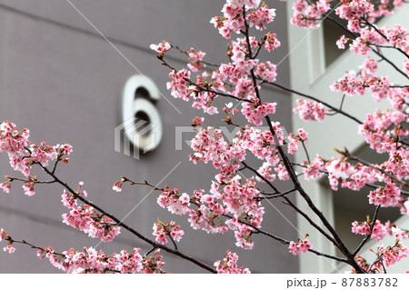 大寒桜(江戸川区葛西) 大寒桜(江戸川区葛西) 87883782
