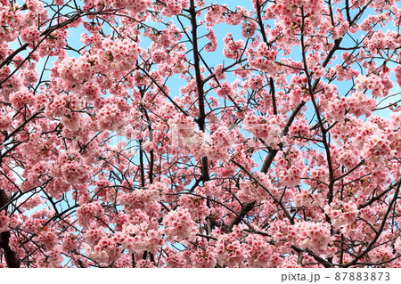 大寒桜（江戸川区葛西） 87883873