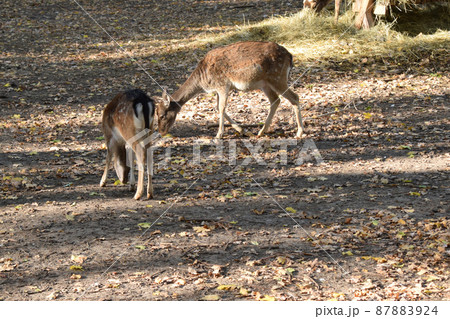 The chital (Axis axis), also known as spotted deer, chital deer, and axis deer in nature habitat. Wildlife and animal photo. The chital (Axis axis), also known as spotted deer, chital deer, and axis deer in nature habitat. Wildlife and animal photo. 87883924
