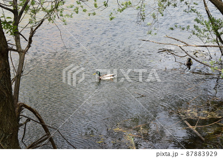 Two ducks are swimming in the water. Two ducks are swimming in the water. 87883929