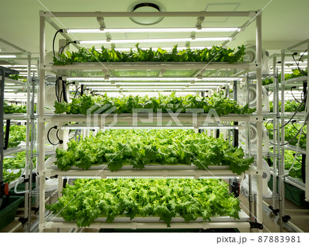 野菜工場　レタスの栽培 87883981